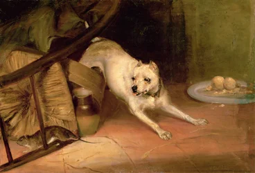 Hund jagt eine Ratte